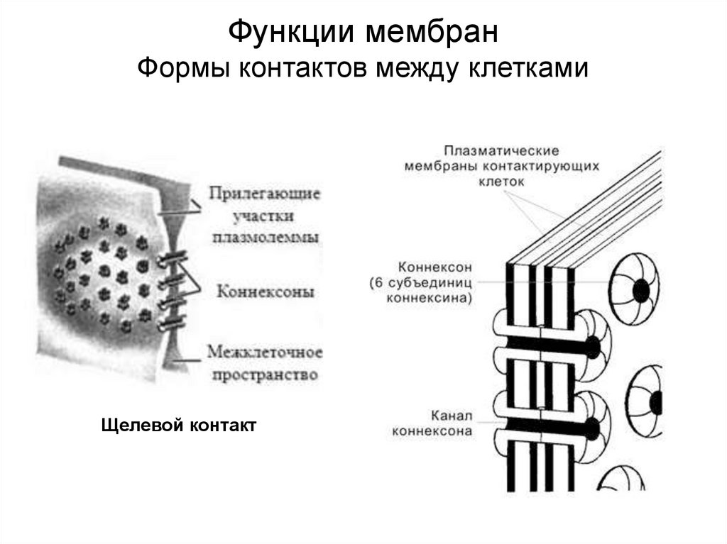 Мембрана форма