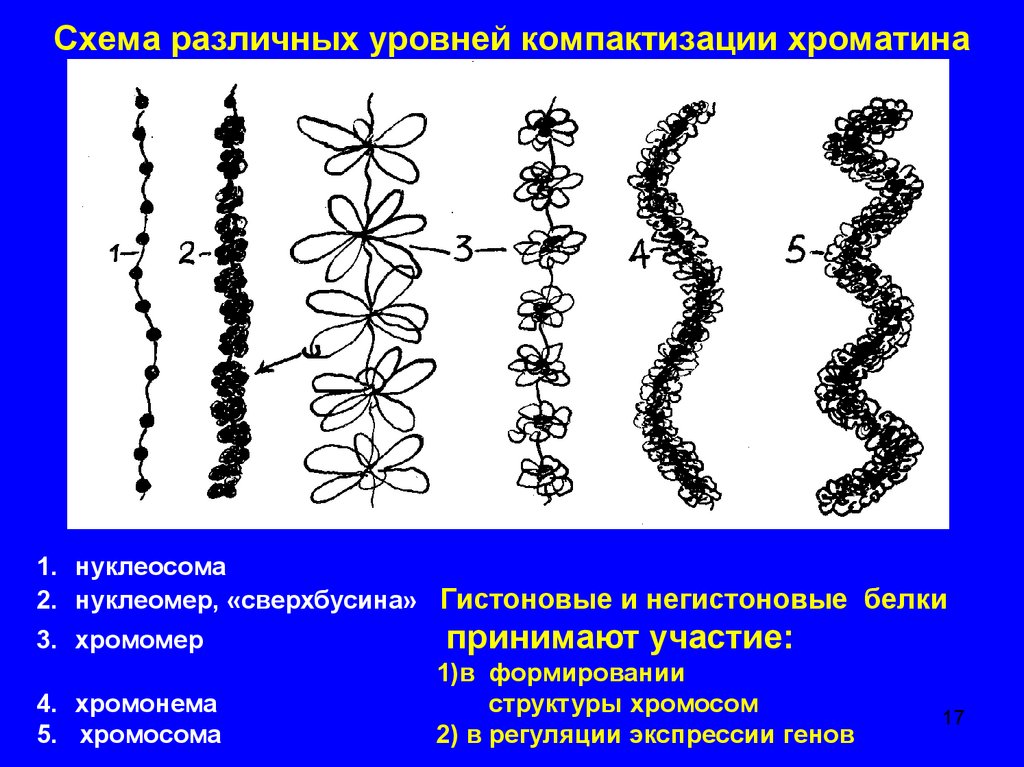 Удвоение центриолей спирализация хромосом
