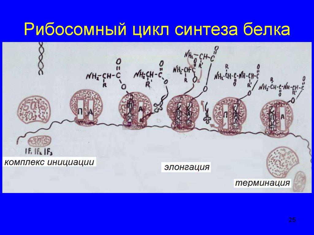 Цикл синтеза. Рибосомный цикл синтеза белка инициация элонгация терминация. Рибосомный цикл синтеза белка. Рибосомный Синтез белка. Терминация рибосомального цикла.