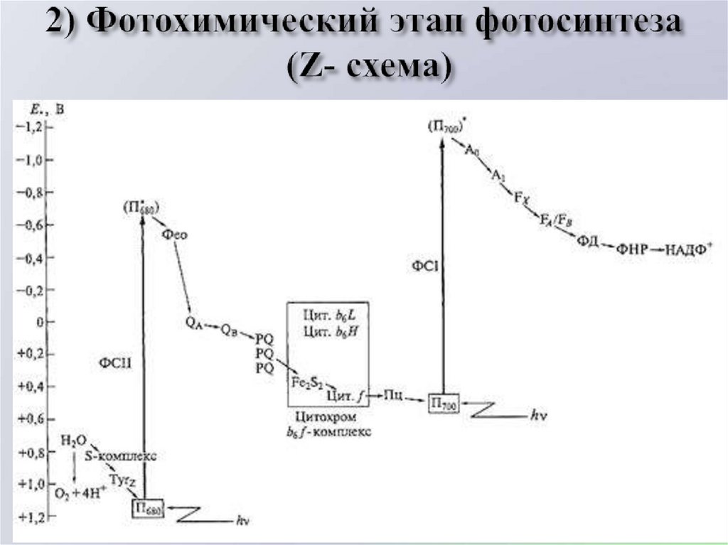 Z схема фотосинтеза