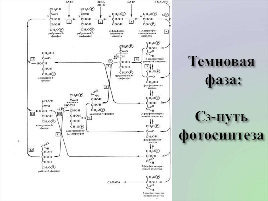 Синтез кальвина