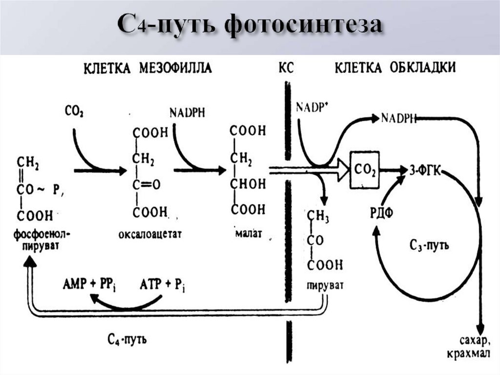 Общая схема фотосинтеза 10 класс