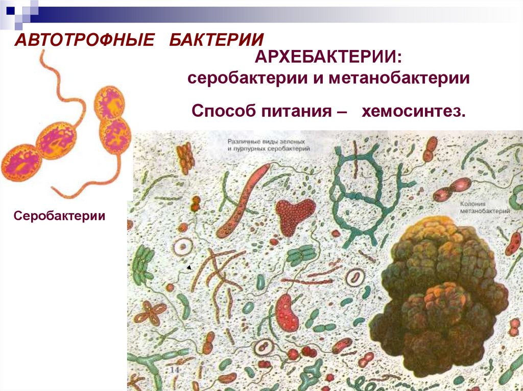 Автотрофные прокариоты. Автотрофные бактерии. Способ питания серобактерий. Серобактерии автотрофы. Метанобактерии.