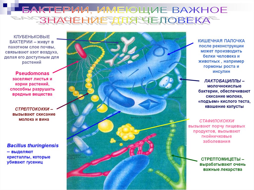 Выберите три заболевания вызванные бактериями