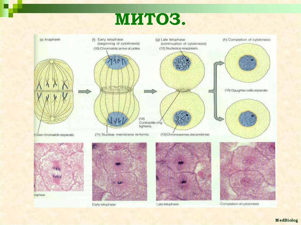 Деление клеток спорогенной ткани. Схема митоза в животной клетке. Митотическое деление растительной клетки гистология. Схема митотического деления растительной клетки. Фазы митоза на препарате.