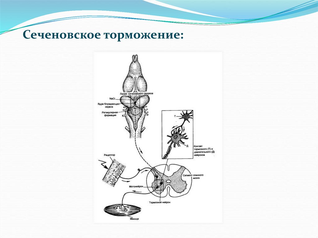 Схема торможения сеченова