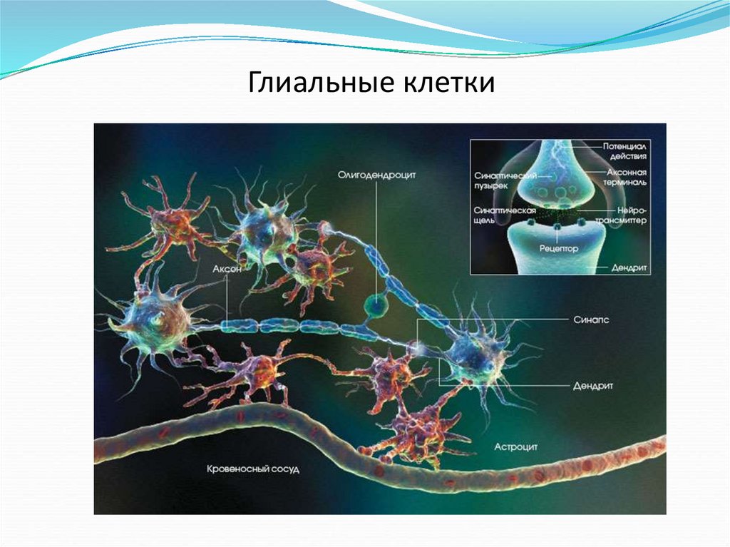 Глиальные клетки