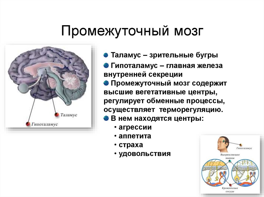 Презентация строение и функции головного мозга 8 класс презентация