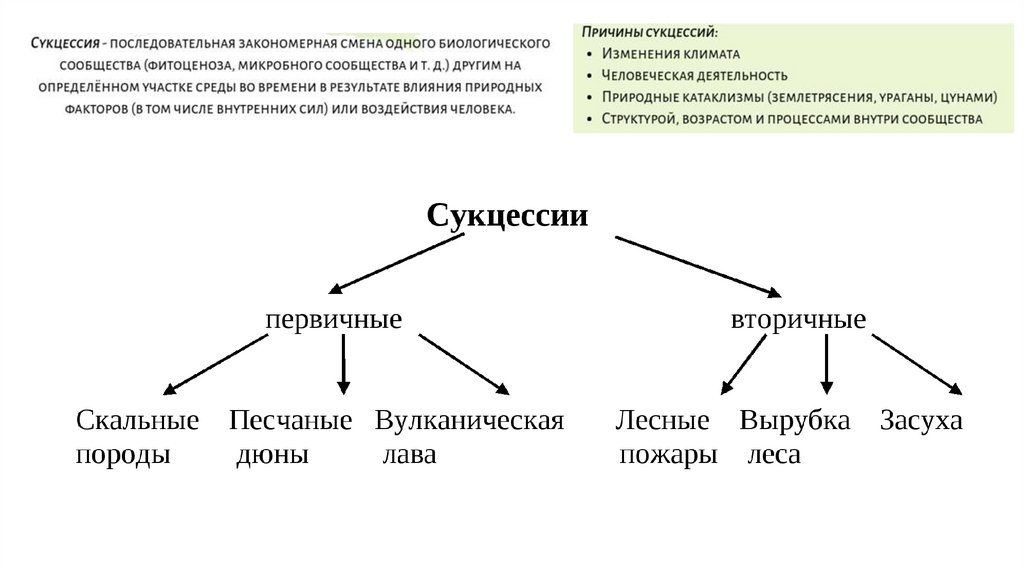 Различия между первичными и вторичными сукцессиями. Виды сукцессий. Сукцессия причины ее возникновения. Виды сукцессий таблица. Гетеротрофная сукцессия.