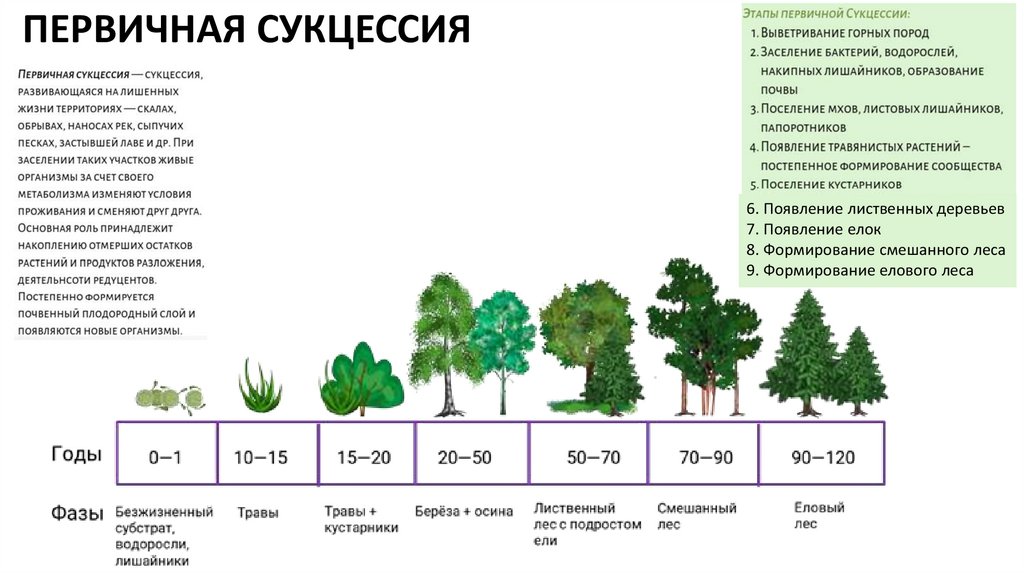 Схема изменений происходящих во время сукцессии