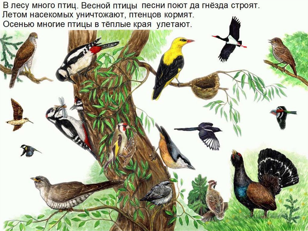 Как поют звери птицы и насекомые. Птицы обитающие в лесу. Птицы в таежных лесах. Птицы живут в лесах. Птицы обитающие в лесах России.