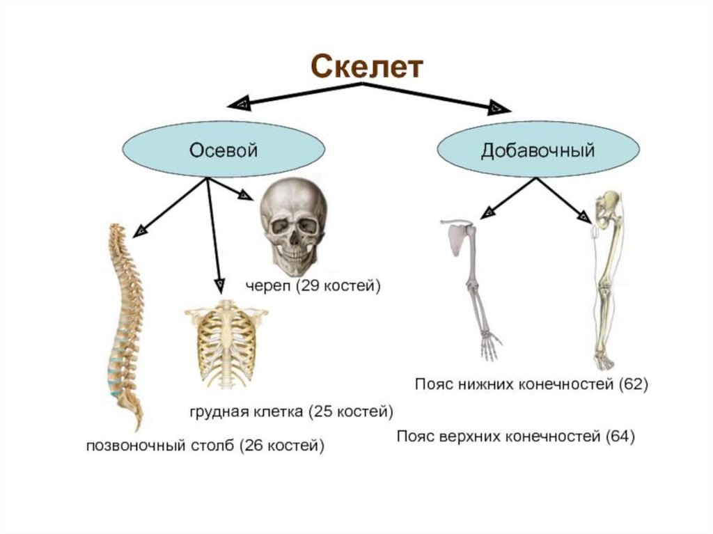 Скелет включает в себя следующие отделы. Скелет туловища скелет конечностей. Осевой скелет пояс. Осевой скелет, скелет туловища скелет конечностей. Осевой скелет общее строение.