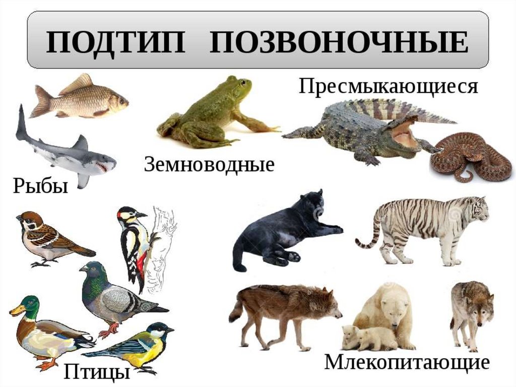 Млекопитающие и другие классы. Позвоночные животные. Млекопитающие и пресмыкающиеся. Млекопитающие и пресмыкающиеся и земноводные. Позвоночные представители.