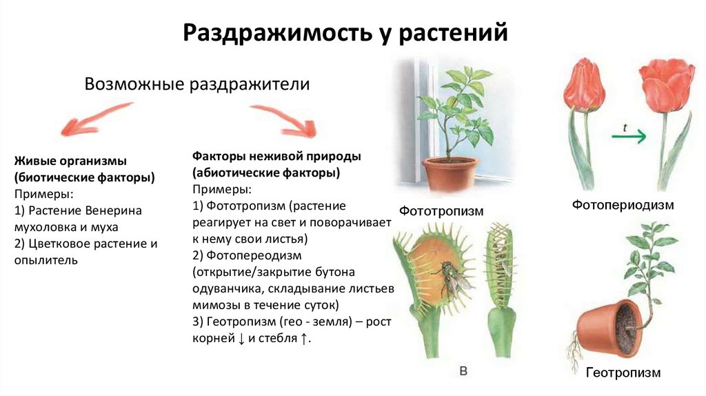 Примеры раздражимости у растений