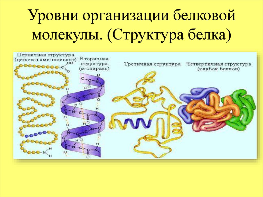 Молекула белка уровни организации белковой молекулы. Уровни организации белковых молекул таблица. 4 Уровня структурной организации белков. Уровни структурной организации белка. Структурная организация белков.