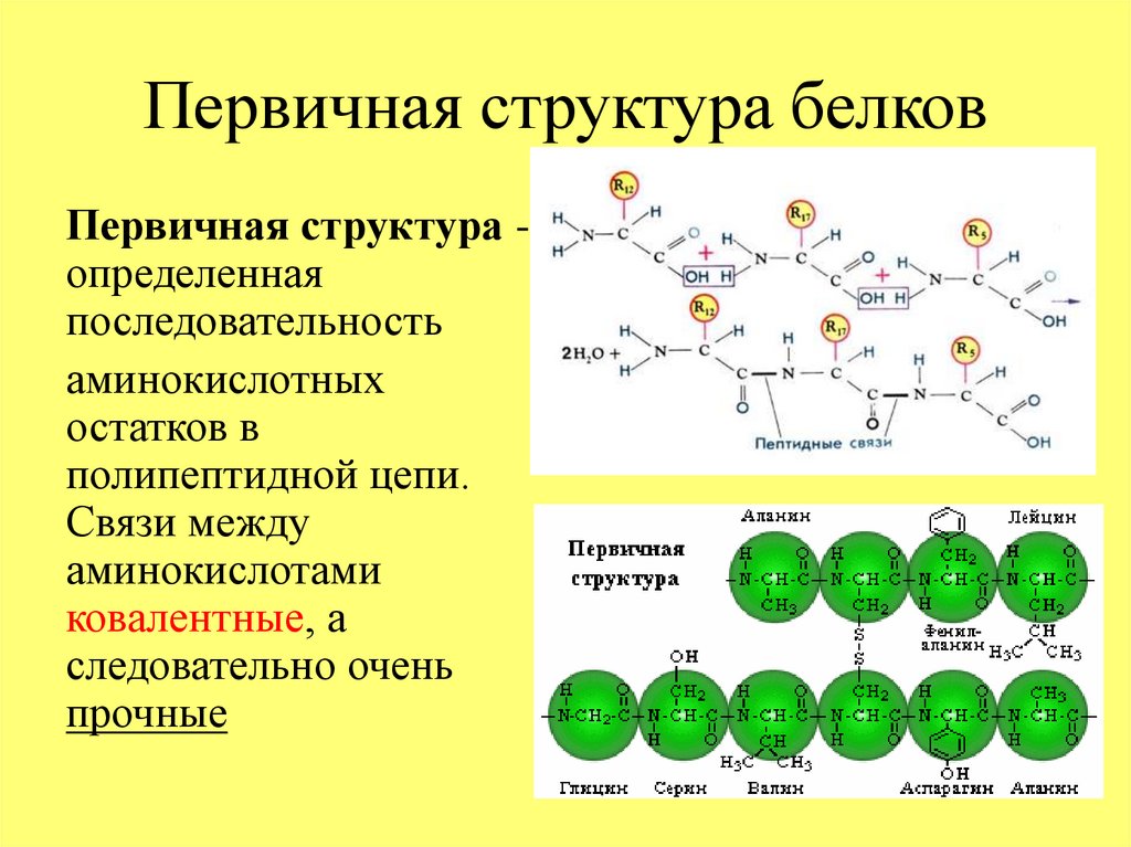 Химическая связь первичной структуры. Структура полипептидной цепи. Первичная структура белка. Первичная структура.