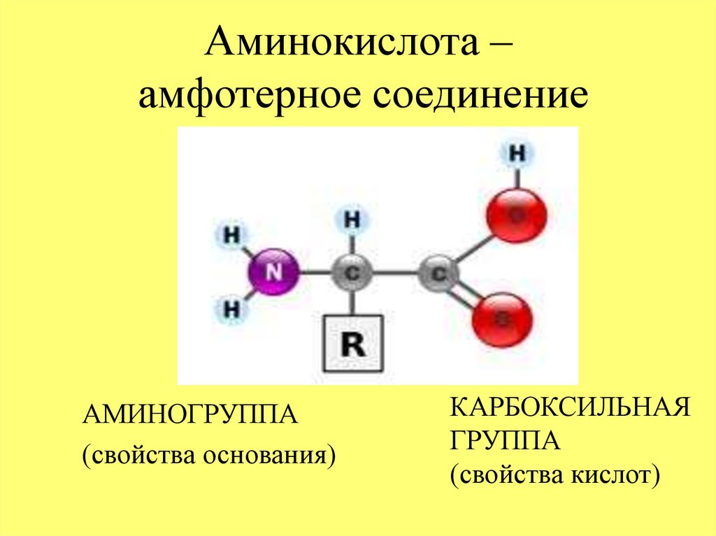 Аминокислоты аминогруппа карбоксильная группа. Амфотерные аминокислоты. Белок аминокислоты аминогруппа карбоксильная группа схема ЕГЭ. Альфа карбоксильная группа аминокислоты.
