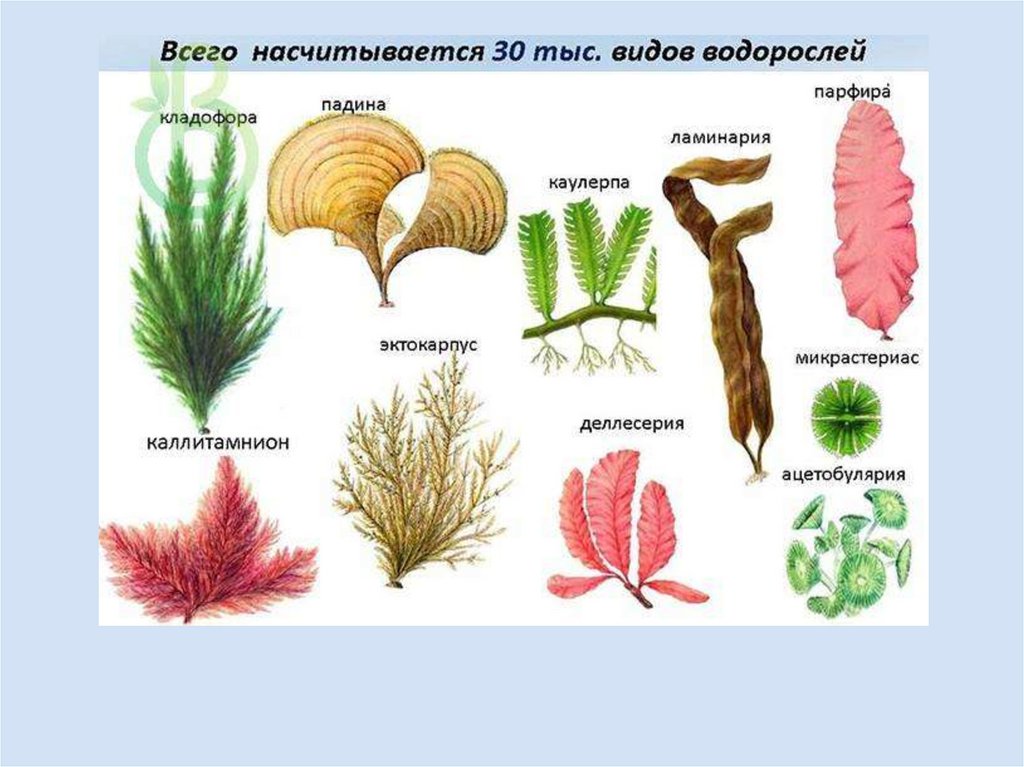 Водоросли общая характеристика 5 класс биология презентация сивоглазов