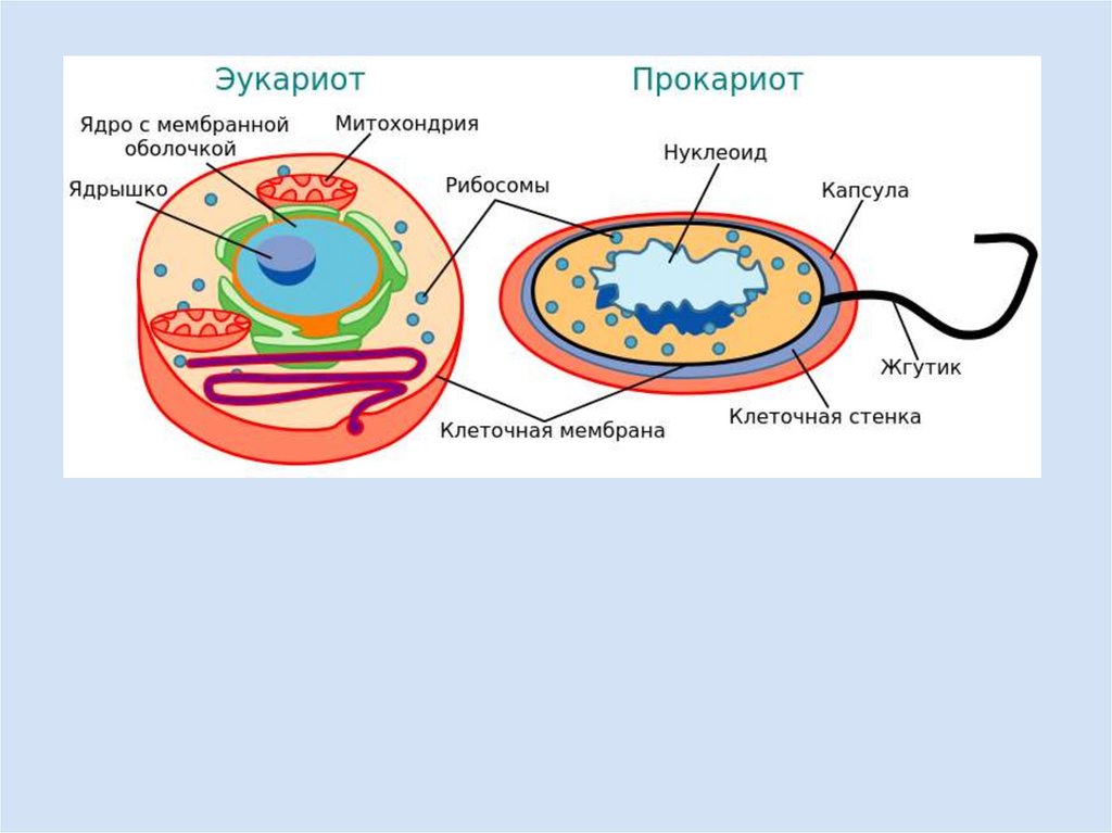 Прокариоты рисунок. Perbedaan organel sel hewan рисунок. Prokariot va eukariot hujayralar. Eukariot Cell wtihout text PNG.