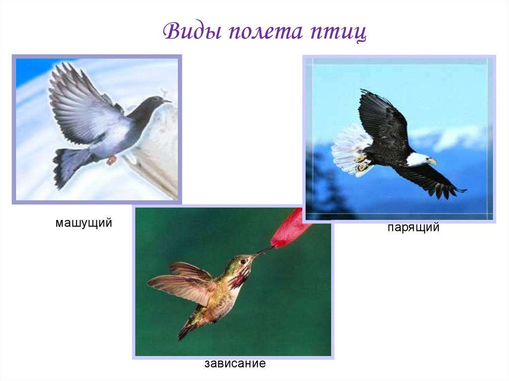 Методы полет птицы. Типы полета птиц. Виды перелета птиц. Виды полета птиц таблица. Летающие птицы примеры.