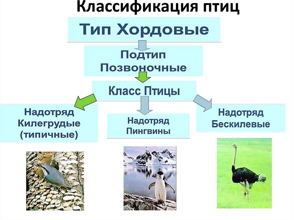 Для большинства птиц характерна. Классификация птиц схема. Классификация и систематика птицы. Класс птицы классификация. Классификация птиц таблица.
