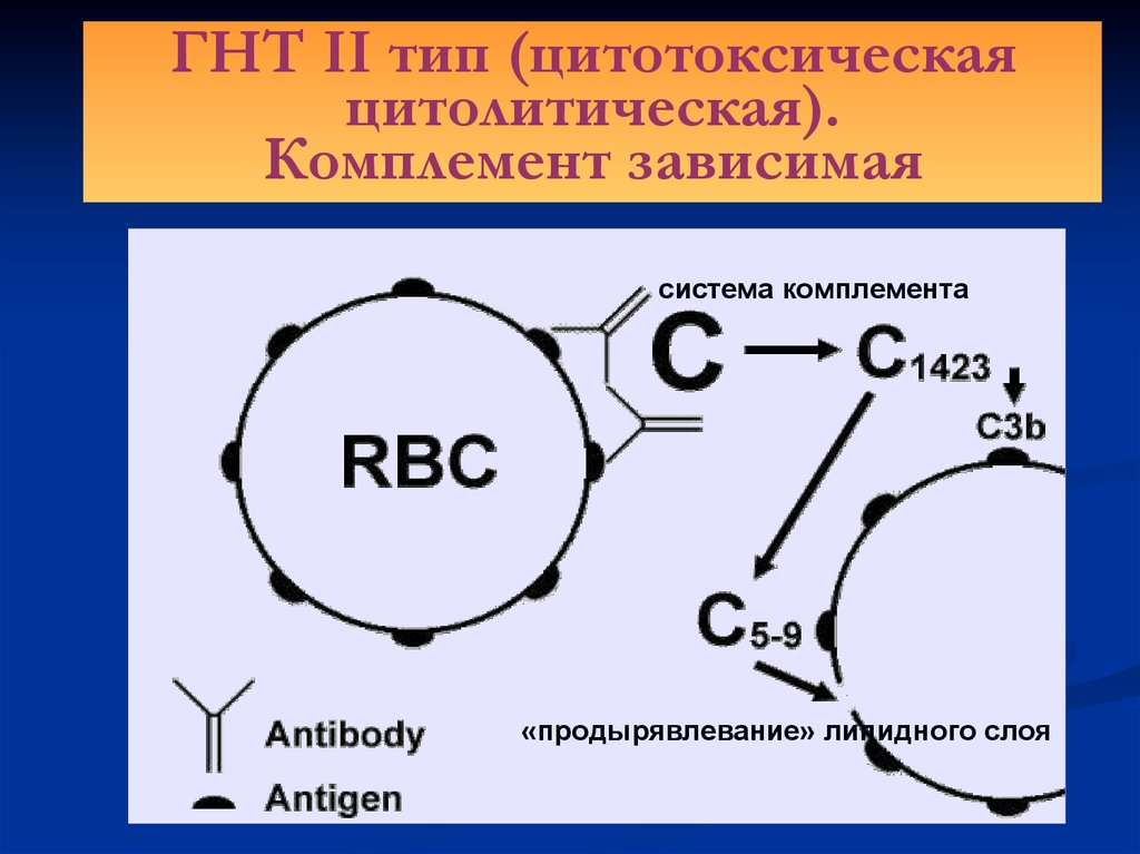 N2 тип. Гиперчувствительность немедленного типа цитотоксический Тип. ГНТ. Виды ГНТ 2 типа цитотоксического. Гиперчувствительность реагинового типа.