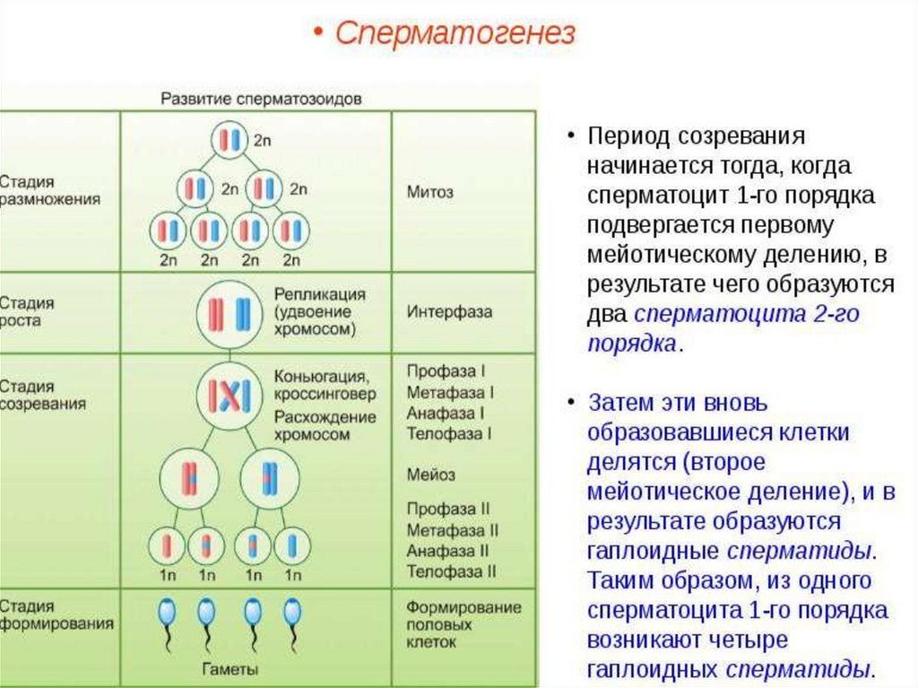 Описание сперматогенеза. Фаза формирования сперматогенеза. Охарактеризуйте стадии сперматогенеза. Схема процесса сперматогенеза. Первое деление мейоза в сперматогенезе.