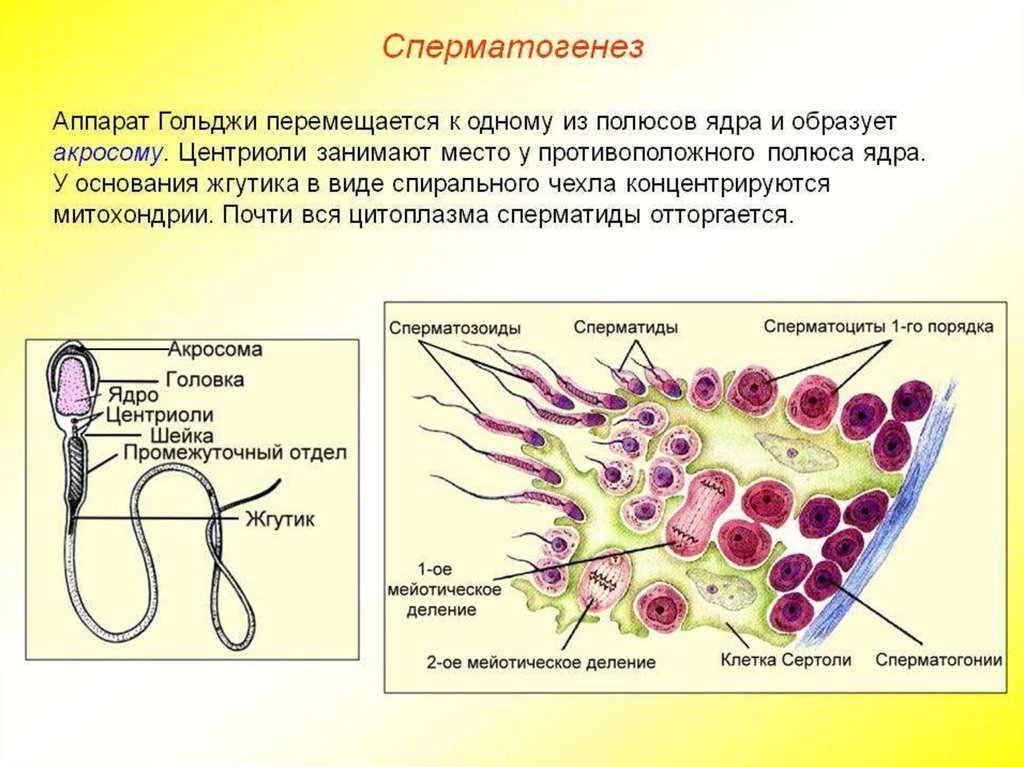 Клетку называют сперматоцитов ii порядка. Сперматогенез. Схема процесса сперматогенеза. Сперматогенез человека. Период формирования спермия.
