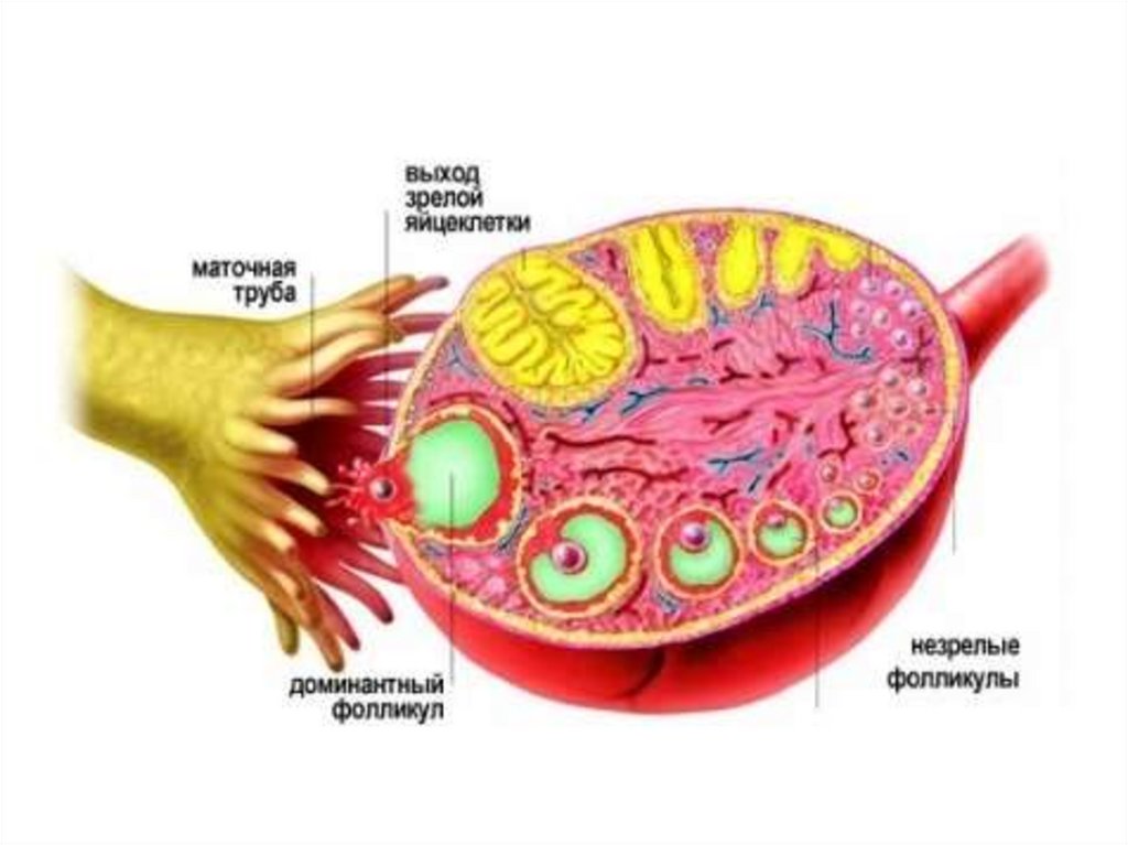 Яйцеклетка в фолликуле фото