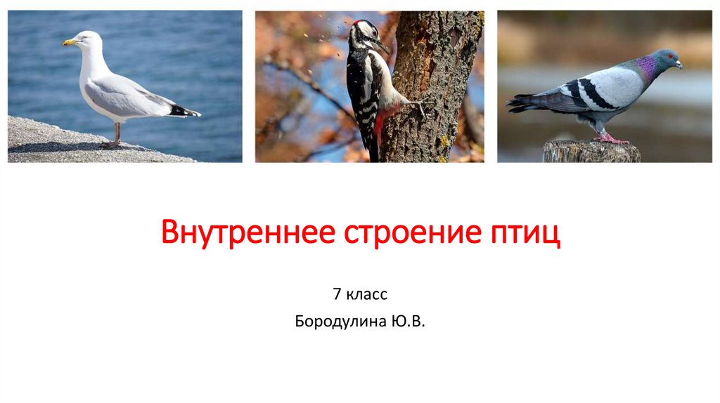 Самостоятельная по птицам 7 класс биология. Признаки птиц. Существенные признаки птиц. Главный отличительный признак птиц. Признаки класса птиц