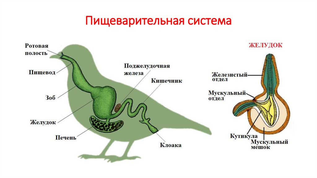 Пищеварительная система класс птицы. Пищеварительная система класс птицы