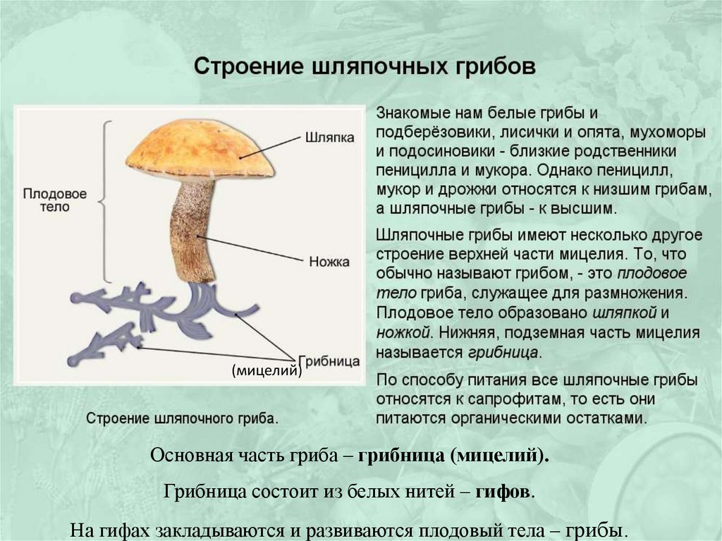 На рисунке изображено строение шляпочного гриба обозначение 1 соответствует