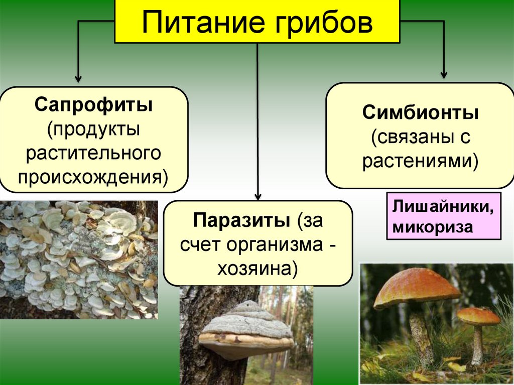 Отличие грибов от растений картинки