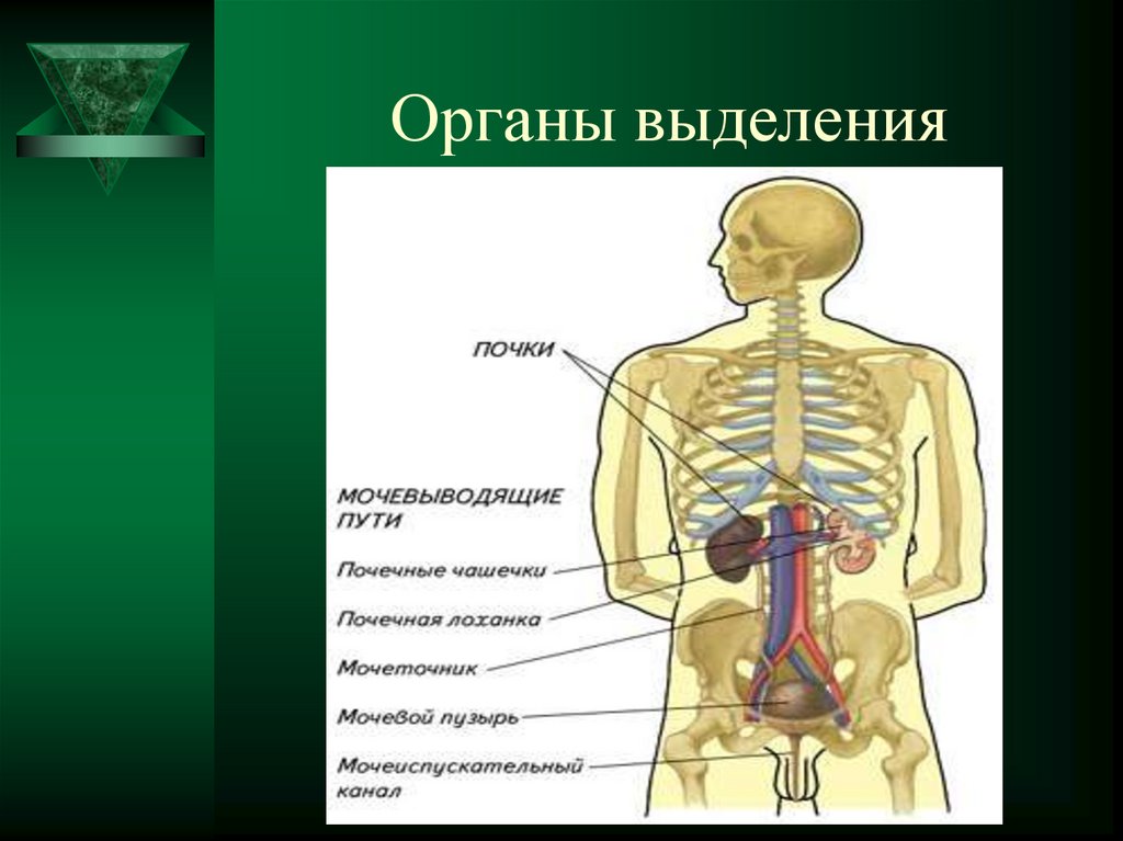 Органы выделения