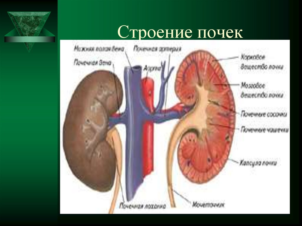 Строение почек