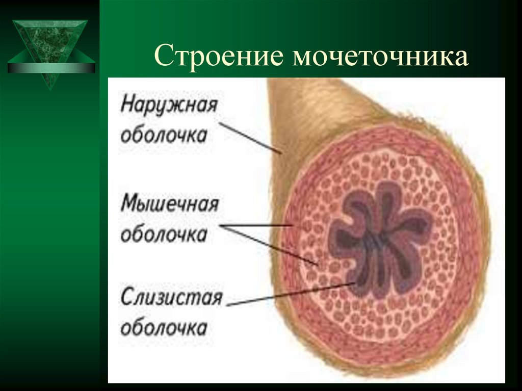 Строение мочеточника