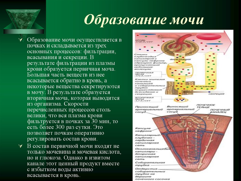 Образование мочи презентация