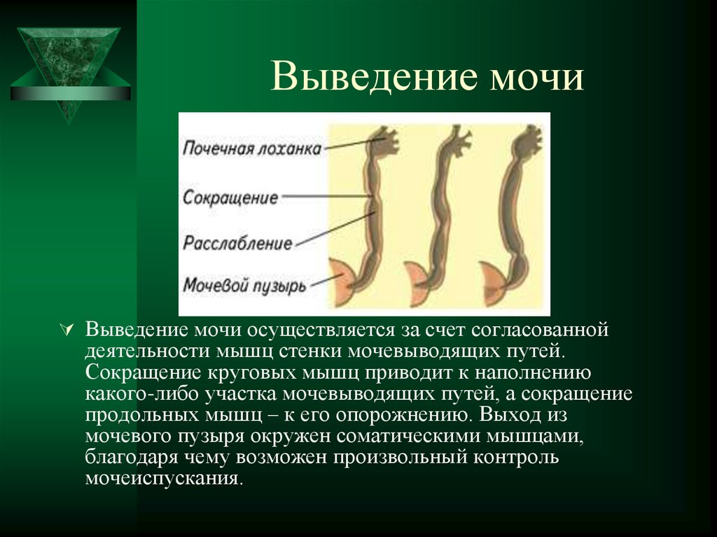 Выведение мочи