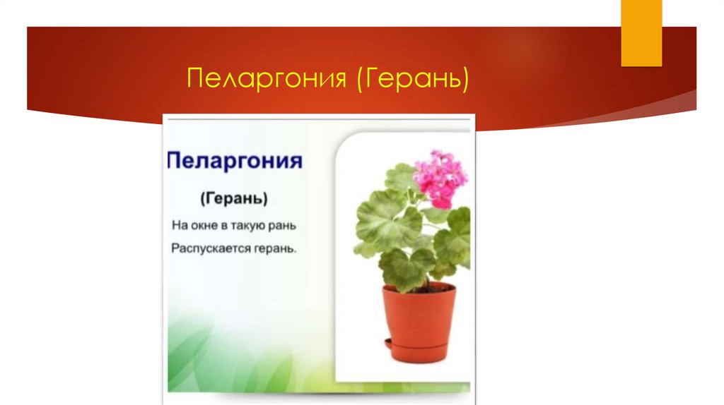 Пеларгония (Герань)