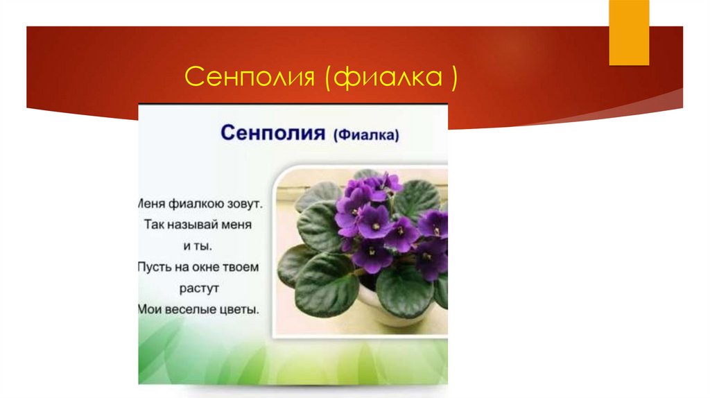 Сенполия (фиалка )