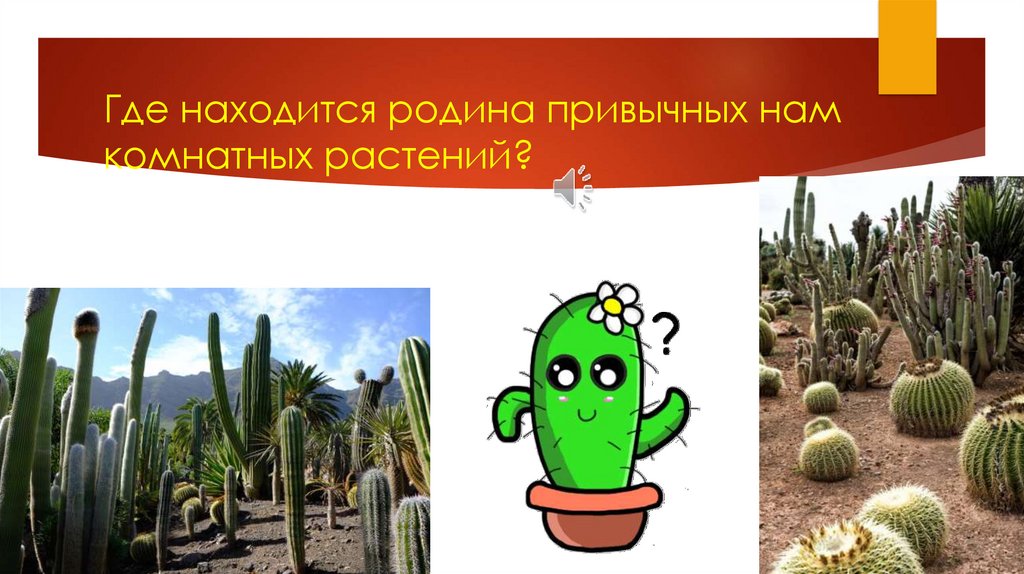 Где находится родина привычных нам комнатных растений?