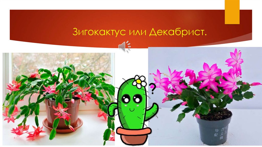 Зигокактус или Декабрист.