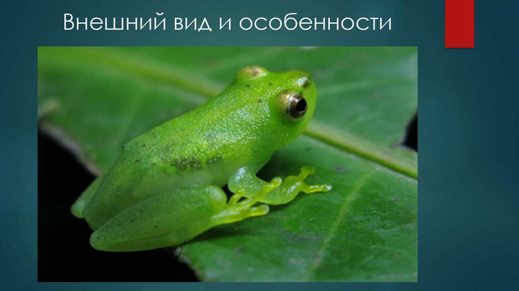 Внешний вид и особенности