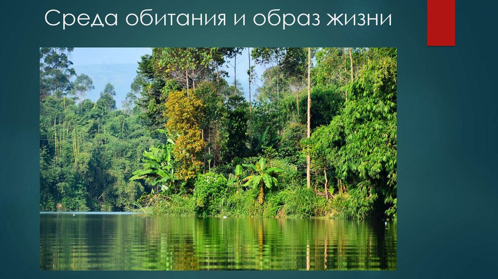 Среда обитания и образ жизни