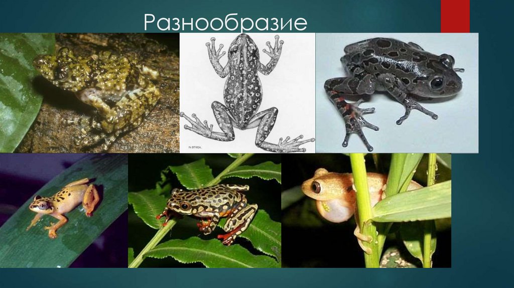 Разнообразие