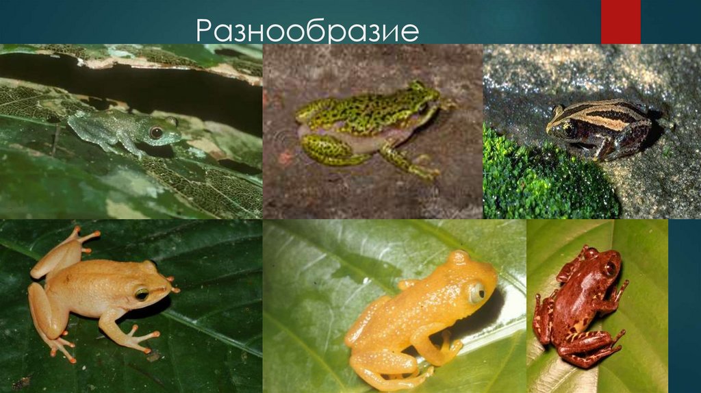 Разнообразие