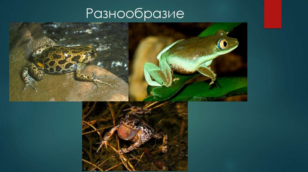 Разнообразие