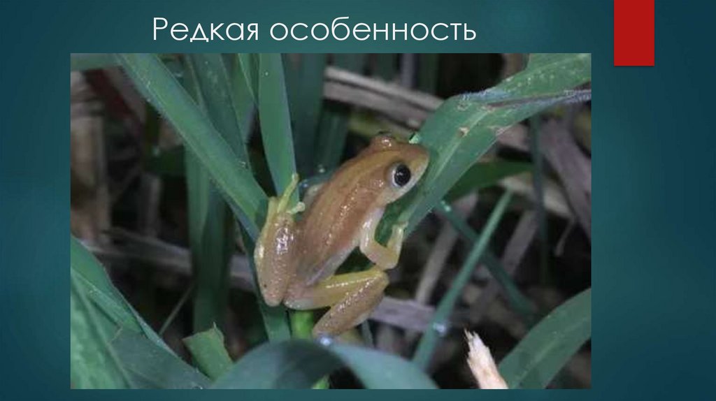 Редкая особенность