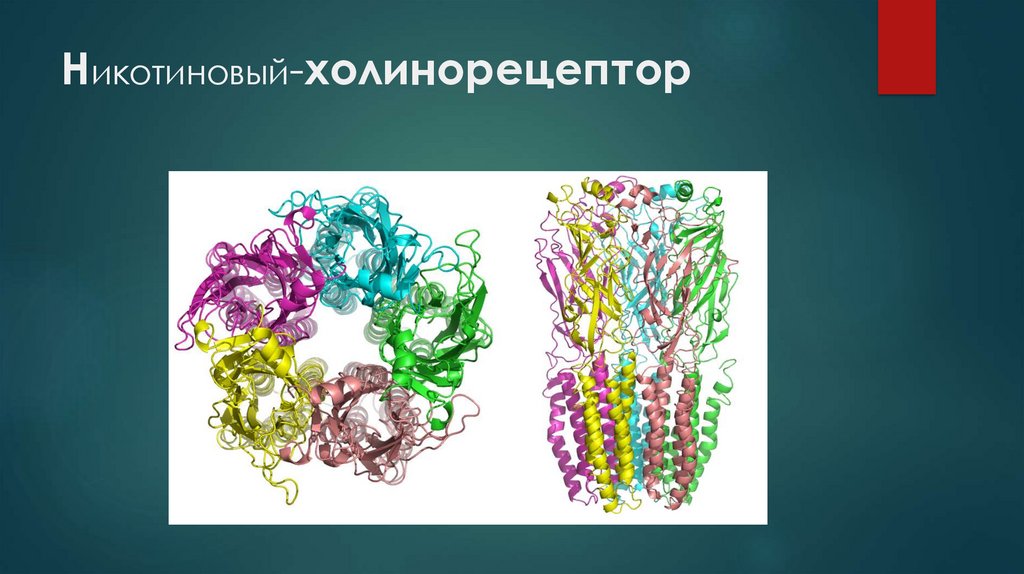 Никотиновый-холинорецептор