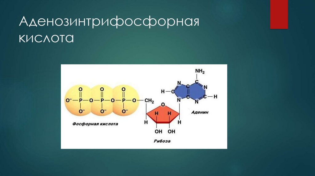 Аденозинтрифосфорная кислота